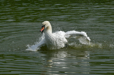 Deze zwaan zat met het hele gezin, man, vrouw en drie jongen, lekker te badderen.
canon eos 350d, canon ef 70-300mm is usm. 1/1000 sec., f/11, 190mm, iso 200
