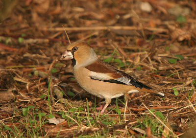 Voor mij de eerste keer dat ik deze vogel zag.
Deze plaat heb ik gekozen omdat de kleuren van de achtergrond zo mooi vind passen bij de vogel.

Canon 350d 1/500sec F6.3 EC -1/3 Iso 200