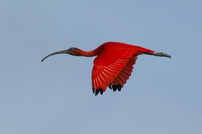 Het is nogal een crop, en daardoor niet zo scherp als  ik wel zou willen. Maarja, het is wel een heel erg mooie vogel!