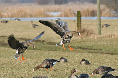 Prachtig om te zien hoe deze ganzen aan komen vliegen en neerstrijken, nabij het pontje bij Wijhe.
canon eos 350d, canon ef 70-300mm, 300mm, 1/400 sec., f/8, iso 200