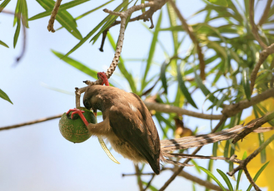 In de tuin van het Safariparkhotel staat een boom waar deze vogels komen eten.Lastigte fotograferen door het vele blad en de bloemen.