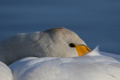 winters plaatje van een wilde zwaan