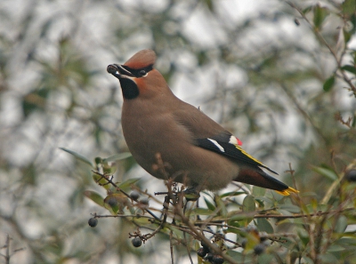 Mijn eerste pestvogel, helaas niet het gewenste zonnetje, maar dan nog zijn het prachtige vogels om te zien.

Canon 350d Sigma50-500 1/250sec F7.1 Iso 400
