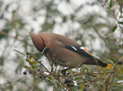 Ondanks het mindere licht kan je hier duidelijk de prachtige kleuren zien en de strakke zwarte streep over zijn oog. Hij lijkt wel de pierrot onder de vogels.

Canon 350d 1/200 F7.1 Iso 400