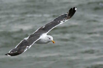 Tijdens een vaart met de TX10, een garnalenboot, over de Waddenzee.
canon eos 350d, canon ef 70-300mm