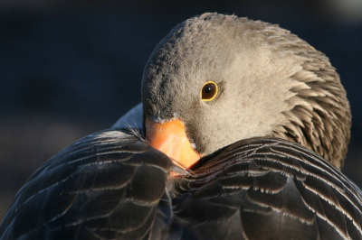 Ik wilde graag een goeie close up van een kolgans, en vandaag leek 'ie er echt voor te zitten.