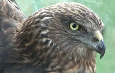 a still frame from my hd video camera , he/she flies around here daily along with 2 others or more , i got to let this hawk fly from my hands after , it got a little to close to a magpie trap.