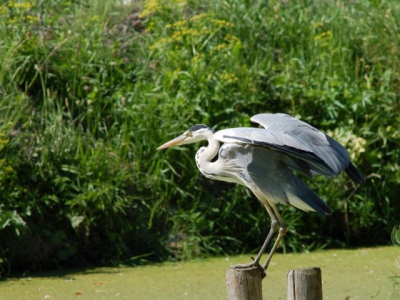Ik mocht een nikon 300mm lenen van Robby Roos en ik ben blij dat ik dat mocht. Ik kwam deze reiger tegen, vanuit de auto van 5 meter afstand vastgelegd. Het mooiste moest nog komen, hij plukte ook nog 2 karpertjes uit het water... en ook dat wist ik vast te leggen! 1 daarvan zal ik nog uploaden.