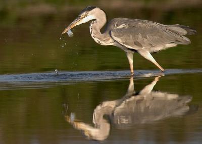 blauwe reiger die net een vis heeft gevangen,
canon eos 10d  100-400 is lens schuiltent