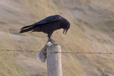 Vanmiddag op strand zag ik in de verte een kraai vliegen met 'iets' in zijn poten. Hetgeen wat hij in zijn poten had was erg groot en hij liet het ook niet los. Door de harde wind en de zwaarte van het 'voorwerp' kwam hij nauwelijks de lucht in. Uiteindelijk landde de kraai op een paal. Omdat ik erg nieuwsgierig was ben ik steeds dichterbij gekropen. Heb een aantal foto's kunnen maken voordat hij weer weg vloog en het konijnenvel achterliet op de paal. De keuze voor deze foto komt met name door het 'duivelse' wat ik terug zie in de foto. Juist door het vlies voor zijn ogen en zijn houding. Net alsof hij wilde zeggen: "afblijven van mij..."
Ik ben benieuwd wat jullie er van vinden.

Foto gemaakt met Canon 100-400.