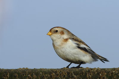 Canon 350D + 300mm F4 + 1.4 extender
F 8  1/1000 sec. -0,33 EV

Na lange tijd eindelijk weer eens een bijdrage van ons.