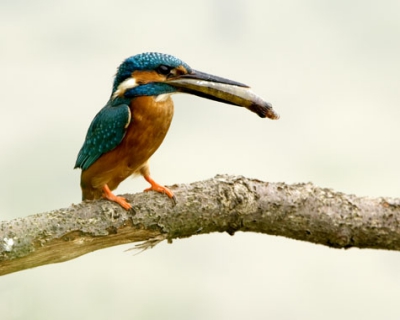 Vanuit mijn schuiltentje gemaakt met de Nikon D200 en de 200 - 400 mm Vr lens