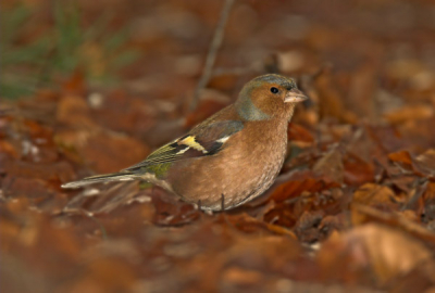 eindelijk eruit voor wat frisse lucht en vogels, zag deze schoonheid in een groepje tesamen met wat kepen