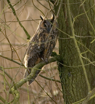 Nog nooit een uil gezien en nu maar liefst twee vlak na elkaar. Ik weet dat de scherpte en de kleuren van de foto nog veel beter kunnen en ja er zitten wat takken in de weg. Desondanks ben ik heel tevreden.