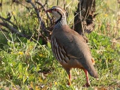 Zeer algemeen in de Algarve. De weerkaatsing van het zonlicht in het oog vind ik wel geslaagd. 
iso 400, 1/400 sec. 420 mm, gecropped, vanuit de auto