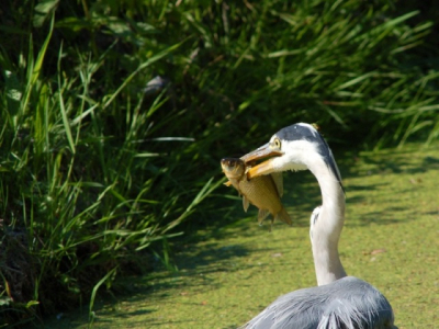 Ik mocht een nikon 300mm lenen van Robby Roos en ik ben blij dat ik dat mocht. Ik kwam deze reiger tegen, vanuit de auto van 5 meter afstand vastgelegd. Het mooiste moest nog komen, hij plukte ook nog 2 karpertjes uit het water...