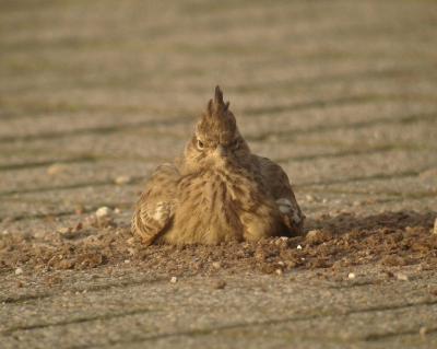 't is in ieder geval een opvallende pose..