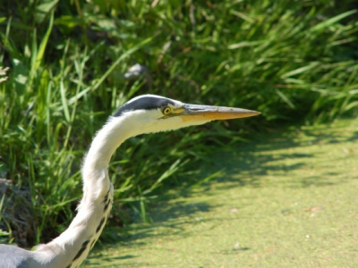 Ik mocht een nikon 300mm lenen van Robby Roos en ik ben blij dat ik dat mocht. Ik kwam deze reiger tegen, vanuit de auto van 5 meter afstand vastgelegd. Het mooiste moest nog komen, hij plukte ook nog 2 karpertjes uit het water... deze is genomen met een 1.4 converter.