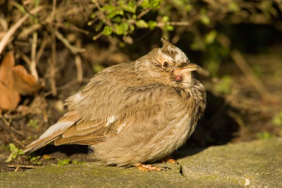 Op deze foto is goed te zien dat de vogel een wondje heeft net onder de snavel. Leucistische variant.

Canon 1D Mk.II, 500/4L, 1.4x TC, Manfrotto schommelkop, Gitzo statief, volledige foto