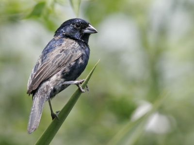 Canon 400mm L
1/1000 sec, f/5.6
Mode: Av
Metering: Evaluative
ISO: 400
Tijdens familie bezoek wat vogeltjes in de tuin gefotografeerd