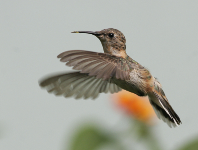Canon 20D 400mm

1/2000 sec, f/6.3
Mode: Av
Nog een tuinbezoeker
Metering: Evaluative
ISO: 400