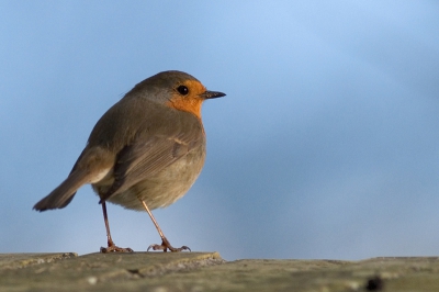 Met het zonnetje zien ze er toch wel heel fraai uit.

Canon Eos 20D en 400mm f/5.6L USM
F/5.6 - 1/2000s - iso 400 (handheld)