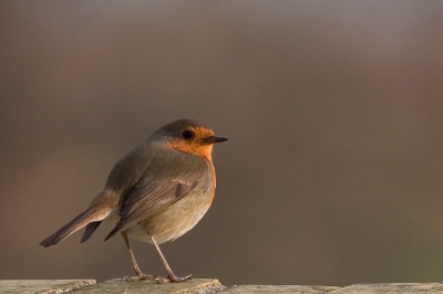 Dezelfde roodborst maar dan tegen een andere achtergrond gefotografeerd.

Canon Eos 20D en 400mm f/5.6L USM
F/5.6 - 1/640s - iso 400 (handheld)