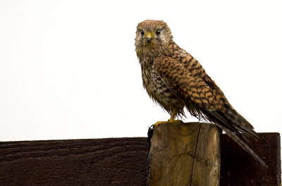 was onderweg naar huis bar slecht weer geen licht , toch deze kletsnatte torenvalk gemaakt vanuit auto 400asa  1/125 sec 100-400 lens, 1 stop overbelicht