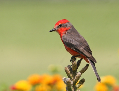 Canon20D 400mm
1/500 sec, f/10
Mode: Auto
Metering: Evaluative
ISO: 200
Ook deze vogel komt veel voor in parken en tuinen