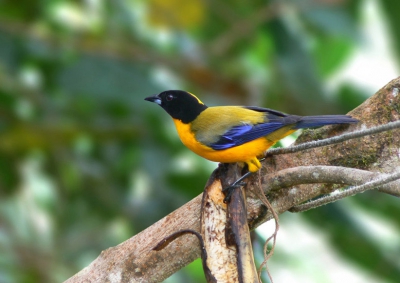 M'n eerste plaatje voor birdpix... 
Een erg schaarse mountain-tanager, maar op deze plek extreem makkelijk... misschien wel mede dankzij de bananen?