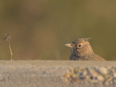 Na lange tijd weer eens gelegenheid gehad om vogels te fotograferen. Dit is al lang een wenssoort van me. Samen met Ad en Alexander heb ik me goed kunnen vermaken met dit beest. Ik wist niet goed of ik het (denkbeeldige) stuk vogel er aan moest laten zitten. Heb toch voor deze uitsnede gekozen omdat dat er volgens mij beter uitziet.

420mm, 1/400, F8.0, iso 200, -1stop.