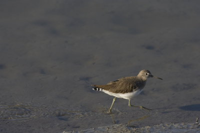 Canon 350D; Canon 400mm f5.6; ISO 200; 1/800; f6.3; -2/3; Uit de hand(uit de auto)