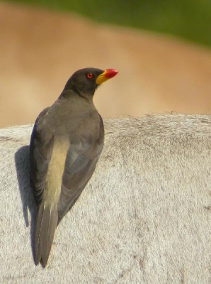 Een lucky shot!
Stel je de situatie voor. Een dertigtal runderen en een jonge hoeder. Onafgebroken in beweging, want de grond is schraal. Daartussen drie of vier Ossenpikkers. Op zoek naar teken van boven naar beneden en van links naar rechts over het vee kruipend. Meestentijds aan de achterzijde, dus niet zichtbaar. En een kaaskop die probeert te digiscopen.
Nikon Coolpix 4500 (A-stand f/7.4 ISO 200) en Swarovski AT80 HD + 20-60x zoomoculair.
Neat Image gebruikt. Photoshop: Helderheid verhoogd (+5). Onscherp masker toegepast (300%, 0,4 pixels). Links en rechts een rand afgesneden.