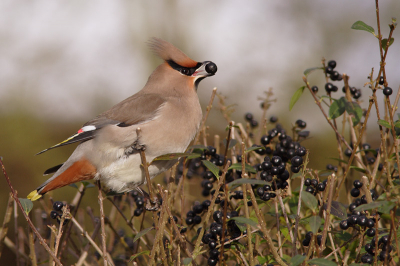 Canon 350D + 300mm F4 + 1.4 extender
F 8  1/400  -0,33 EV 

Ook in het Lauwersmeergebied zijn ze weer gearriveerd.