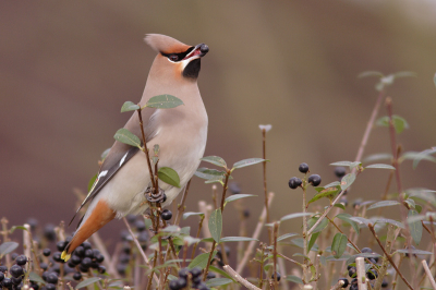 F 5,6  1/500 sec  -0,33 EV 

Geweldig om deze vogels weer voor de lens te hebben.