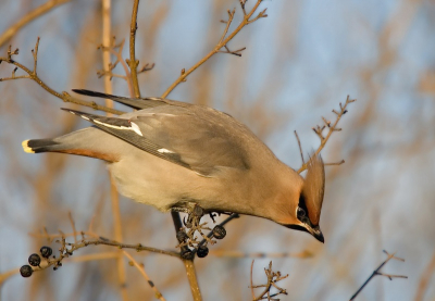Gisteren naar de eerste 2 pestvogels in Zeewolde geweest.
Nu maar hopen dat er nog meer gaan komen.
1/400 F7.1 -1/3 stop.