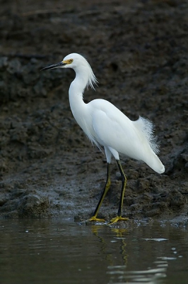 <i class='fa fa-user'></i> Durk | Amerikaanse Kleine Zilverreiger  <i class='fa fa-eye'> 303</i>   <i class='fa fa-comment-o'> 1</i>