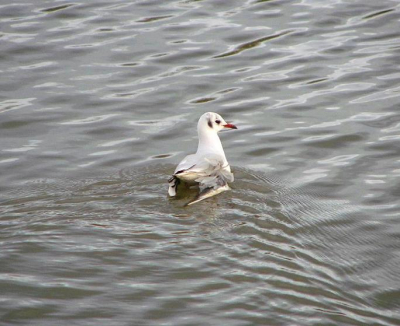 deze kokmeeuw had een geroken vleugel