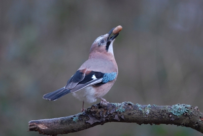 Het blijven grappige vogels vooral als ze aan het jongleren zijn met eikels.