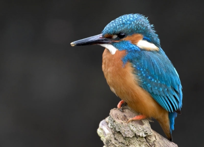 nog maar een keer de ijsvogel geplaatst, heb de indruk dat de kwaliteit nu beter is dan mn 1e poging...
de lichte vlekken links in beeld zijn reflecties in het water