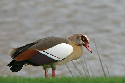 Deze Nijlgans wil ik graag laten zien omdat hier de kleuren van de veren goed zichtbaar zijn.
canon eos 350d, canon ef 300mm l is usm lens, canon extender ef 1,4x II