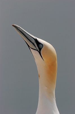 Momenteel ben ik mijn bestanden aan het reorganiseren en kwam deze tegen. Dit is zo'n beetje het beeld dat ik in ieder geval wilde maken tijdens mijn eerste tripje naar Helgoland. Alle reacties en commentaren stel ik bijzonder op prijs.

Gr

Hillebrand
www.pixus.nl