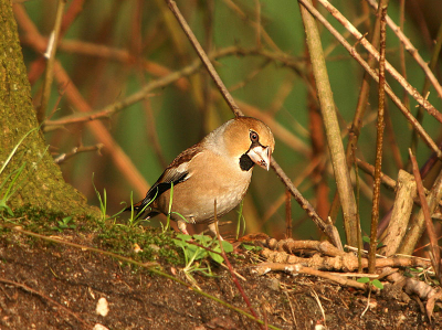 Nieuwsgierig kwam deze vogel uit het struikgewas. Hij bespeurde weinig onraad en probeerde vervolgens lekker in het zonnetje wat eetbaars te zoeken.

Canon350d Sigma 50/500 1/400 sec Ec-1/3 F 6.3 Iso 200