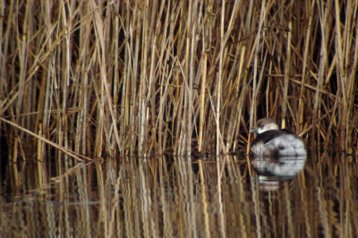 'T is al weer een tijdje geleden dat ik wat op Birdpix heb geplaatst, veel te lang geleden...

Vandaag eindelijk weer eens wat kunnen fotograferen