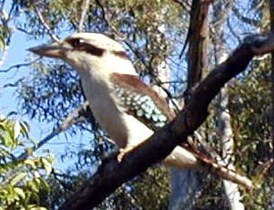 This is one of Australia's most loved birds. It has a "laughing" call which is often sung in chorus with other kookaburra's. This bird is common in wooded areas throughout eastern and south-western Australia