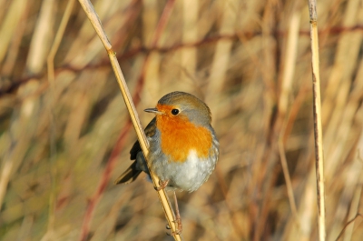 nikon 70d ,sigma 400mm5.6 macro  1/160s , F9, invulflits +1
iso 200.
Het is toch steeds een leuk vogeltje en je kan hen overal verwachten zelf in het riet .