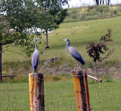 The most familiar heron in Australia, it is easily identified by its primarily blue-grey plumage and a characteristic whiteface. This species feeds on a wide variety of prey, including fish, insects and amphibians.