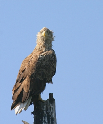 Als iemand interesse heeft in een trip naar het reservaat aldaar, dan heb ik de contacten om er in te komen (max 8 personen). Je wordt daar door de al 30 jaar werkende ornitholoog met bootjes rond geleid door het gebied. Hij neemt je mee naar de beste plekken om de vogels te zien. De accomodatie is prima (midden in het gebied, 3 km van de grens met Kazachstan). Laat maar weten.