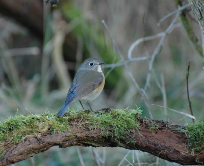 Heldere ochtend, temperatuur rondom vriespunt en maar een paar fotografen en vogelaars in geduldige afwachting.
Na 3 uur werd geduld beloond.