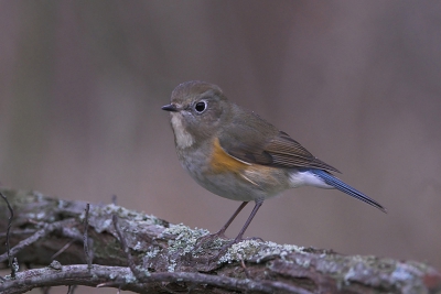 Vandaag eindelijk wat tijd gemaakt om de Blauwstaart te bezoeken. In tegenstelling tot de het weer, werkte de vogel behoorlijk mee. Van de week nog maar eens terug voor een beter lichtje.
Nikon D200 - 200-400VR  650ISO F5.6 1/50s